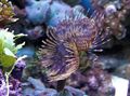 grün Riesen Fanworm Aquarium Meer Wirbellosen, Foto und Merkmale