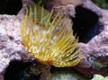yellow Giant Fanworm Aquarium Sea Invertebrates, Photo and characteristics