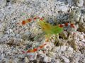 white Golden Coral Shrimp Aquarium Sea Invertebrates, Photo and characteristics