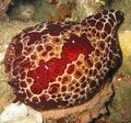 brown Grand Pleurobranch Aquarium Sea Invertebrates, Photo and characteristics