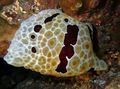 плямистий Акваріум Морські Безхребетні Голожаберних Молюск Коробок голожаберние молюски, Pleurobranchus grandis характеристика, Фото