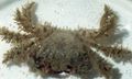 Photo Hairy Crab Aquarium  characteristics and description