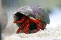white Halloween Hermit Crab Aquarium Sea Invertebrates, Photo and characteristics
