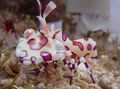 marron Aquarium Mer Invertébrés Crevettes Arlequin, Clown (Orchidée Blanche) Crevettes, Hymenocera picta les caractéristiques, Photo