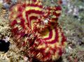 white Hawaiian Feather Duster Aquarium Sea Invertebrates, Photo and characteristics