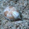 braun Herz Seeigel Aquarium Meer Wirbellosen, Foto und Merkmale