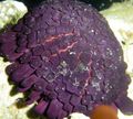 lila Helm Urchin Aquarium Meer Wirbellosen, Foto und Merkmale