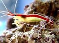 weiß Indopazifik Weiß Gebändert Putzergarnele Aquarium Meer Wirbellosen, Foto und Merkmale