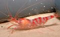 Photo Kukenthal’S Cleaner Shrimp Aquarium  characteristics and description
