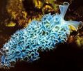 Foto Kopfsalat Meeresschnecke Aquarium nacktschnecken Merkmale und Beschreibung
