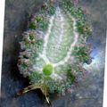 grey Lettuce Sea Slug Aquarium Sea Invertebrates, Photo and characteristics