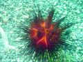 rot Gewöhnlicher Urchin Aquarium Meer Wirbellosen, Foto und Merkmale