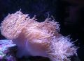 spotted Aquarium Sea Invertebrates Magnificent Sea Anemone, Heteractis magnifica characteristics, Photo