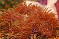 rot Herrliche Seeanemone Aquarium Meer Wirbellosen, Foto und Merkmale
