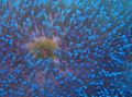 transparent Aquarium Sea Invertebrates Magnificent Sea Anemone, Heteractis magnifica characteristics, Photo