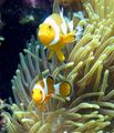 yellow Aquarium Sea Invertebrates Magnificent Sea Anemone, Heteractis magnifica characteristics, Photo
