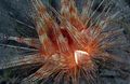 rot Herrliche Urchin Aquarium Meer Wirbellosen, Foto und Merkmale