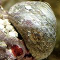 weiß Margarita Schnecke Aquarium Meer Wirbellosen, Foto und Merkmale