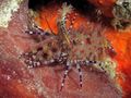 green Monkey Shrimp, Common Marble Shrimp Aquarium Sea Invertebrates, Photo and characteristics