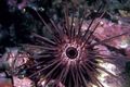 lila Nadelstich Seeigel Aquarium Meer Wirbellosen, Foto und Merkmale