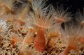 rot Orange Anemone Aquarium Meer Wirbellosen, Foto und Merkmale