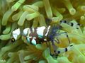 braun Pacific Clown Anemonen Garnelen Aquarium Meer Wirbellosen, Foto und Merkmale