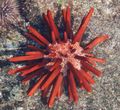 red Pencil Urchin Aquarium Sea Invertebrates, Photo and characteristics