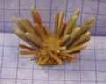 yellow Pencil Urchin Aquarium Sea Invertebrates, Photo and characteristics