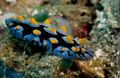 green Phyllidia Coelestis Aquarium Sea Invertebrates, Photo and characteristics