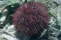 Photo Pincushion Urchin Aquarium  characteristics and description