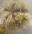 yellow Pincushion Urchin Aquarium Sea Invertebrates, Photo and characteristics