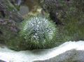 grey Pincushion Urchin Aquarium Sea Invertebrates, Photo and characteristics