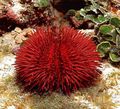 rot Nadelkissen Seeigel Aquarium Meer Wirbellosen, Foto und Merkmale