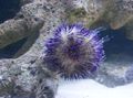 blue Pincushion Urchin Aquarium Sea Invertebrates, Photo and characteristics