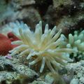 pink Aquarium Sea Invertebrates Pink-Tipped Anemone, Condylactis passiflora characteristics, Photo