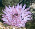 purple Pink-Tipped Anemone Aquarium Sea Invertebrates, Photo and characteristics