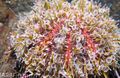 Photo Poison Urchin (Flower Urchins) Aquarium  characteristics and description