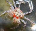 grün Pom Pom Krabbe Aquarium Meer Wirbellosen, Foto und Merkmale