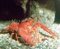 red Purple Reef Lobster Aquarium Sea Invertebrates, Photo and characteristics