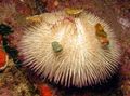 Photo Purple Short Spine Pincushion Urchin Aquarium  characteristics and description