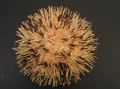brown Purple Short Spine Pincushion Urchin Aquarium Sea Invertebrates, Photo and characteristics