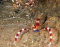 white Red Banded Boxer Shrimp, White-Banded Cleaner Shrimp, Boxing Shrimp Aquarium Sea Invertebrates, Photo and characteristics