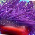 lila Red-Basis Anemone Aquarium Meer Wirbellosen, Foto und Merkmale