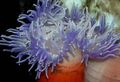 transparent Aquarium Sea Invertebrates Red-Base Anemone, Macrodactyla doreensis characteristics, Photo
