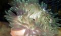 grey Aquarium Sea Invertebrates Red-Base Anemone, Macrodactyla doreensis characteristics, Photo