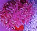 getupft Red-Basis Anemone Aquarium Meer Wirbellosen, Foto und Merkmale