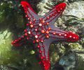 grün Roten Knopf Seestern (Red Wirbelsäule Sterne, Hochrot Knopf Star Fish) Aquarium Meer Wirbellosen, Foto und Merkmale