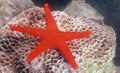 rot Rote Seesterne Aquarium Meer Wirbellosen, Foto und Merkmale