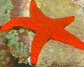 წითელი აკვარიუმი ზღვის უხერხემლო წითელი Starfish ზღვის ვარსკვლავი, Fromia მახასიათებლები, სურათი