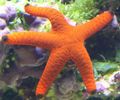 roșu Acvariu Nevertebrate Marine Stea Roșie stele de mare, Fromia caracteristici, fotografie